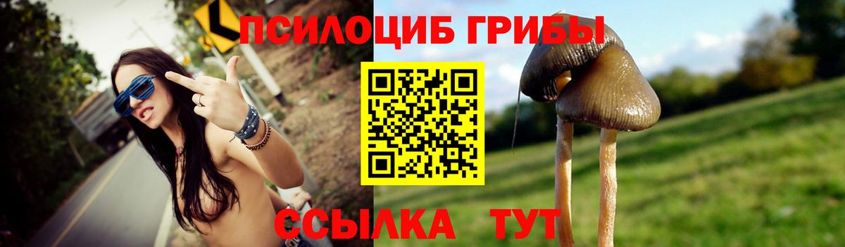 Псилоцибиновые грибы Psilocybe Каменка